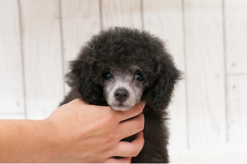 販売中のタイニープードルの親犬